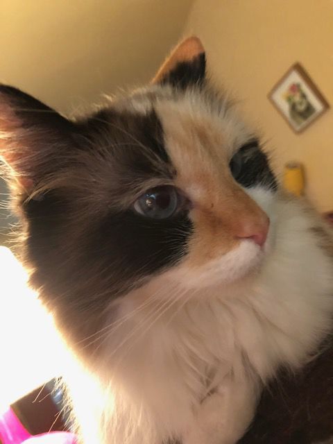 Popoki